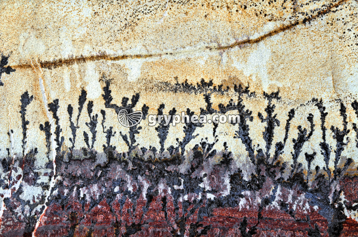 Dendrites - gryphea.org